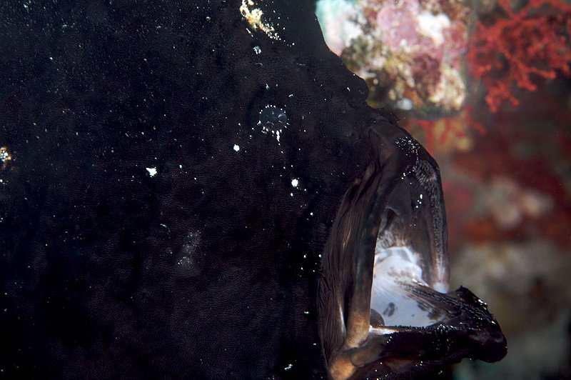 IMG_6671 138.jpg :: A giant frogfish (Antennarius commerson) opening its mouth, Lombok, Indonesia, Indian Ocean.