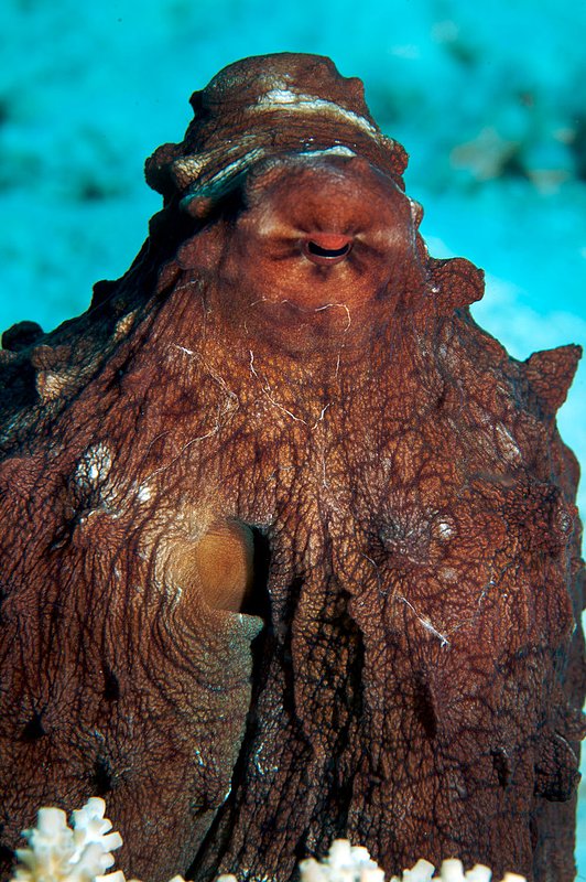 IMG_6722.jpg :: Octopus (Octopus cyanea) changing colors, Similan Islands, Andaman Sea, Thailand.