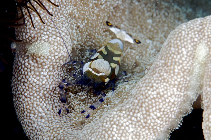 IMG_6737 204.jpg :: An anemone shrimp (periclimenes brevicarpalis) off of Lombok, Indonesia, Indian Ocean