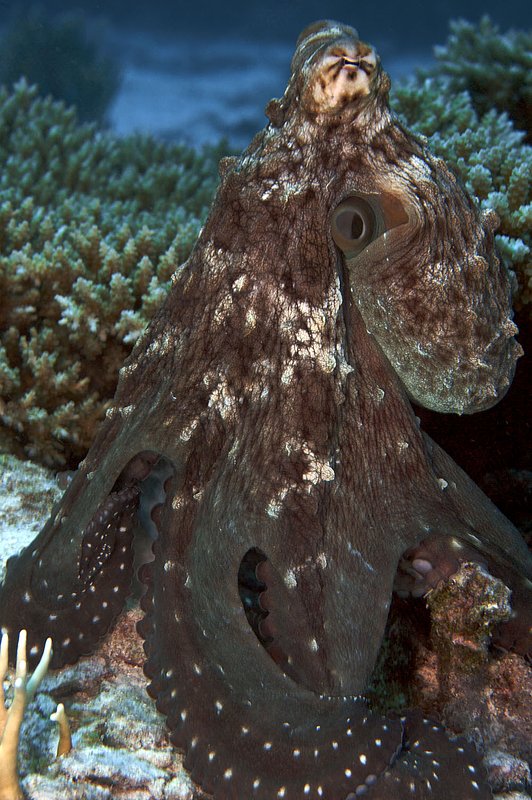 IMG_6740.jpg :: Octopus (Octopus cyanea) changing colors, Similan Islands, Andaman Sea, Thailand.
