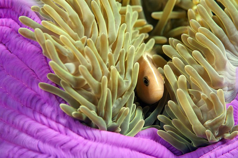IMG_6741.jpg :: A Pink anemonefish (Amphiprion perideraion) hides in its anemone in the Similan Islands, Andaman Sea, Thailand.