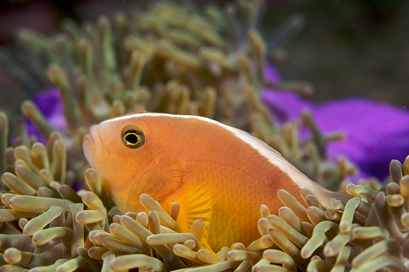 IMG_6745.jpg :: A Pink anemonefish (Amphiprion perideraion) hides in its anemone in the Similan Islands, Andaman Sea, Thailand.