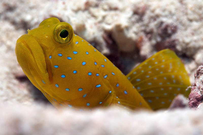 IMG_6752.jpg :: A yellow shrimp goby (Cryptocentrus cinctus) peering out from its hole, Koh Tao, Gulf of Thailand, Thailand.