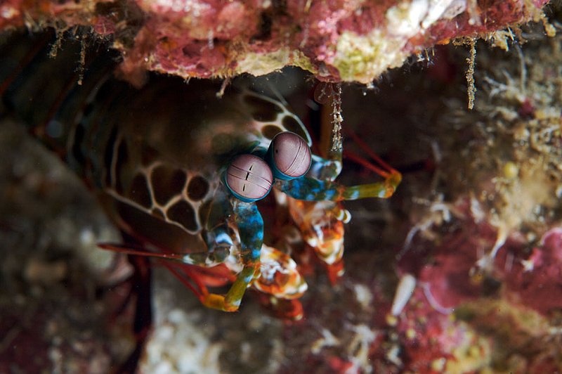 IMG_6753.jpg :: A shy peacock mantis shrimp (Odontodactylus scyllarus) emerges from its hole in the Similan Islands in the Andaman Sea, Thailand.