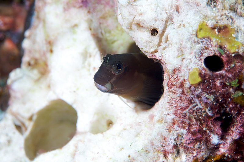 IMG_6760.jpg :: Blenny, Similan Islands, Andaman Sea, Thailand.

