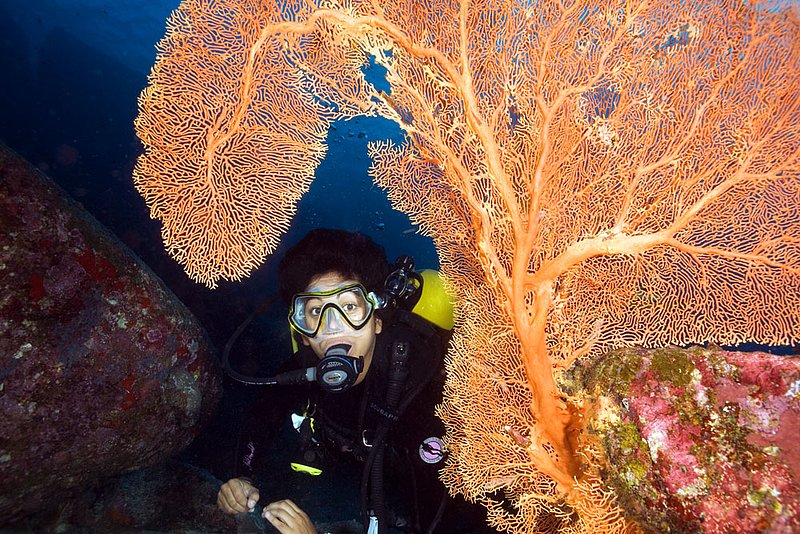 IMG_6767.jpg :: A large gorgonian seafan (Annella mollis) provides a frame for a diver in the Similan Islands, Andaman Sea, Thailand.