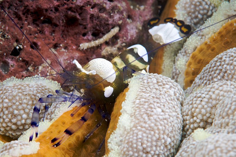 IMG_6775 242.jpg :: An anemone shrimp (periclimenes brevicarpalis) off of Lombok, Indonesia, Indian Ocean
