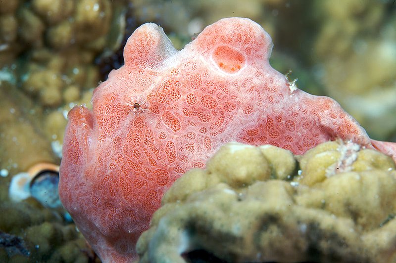 IMG_6782.jpg :: Painted frogfish (Antennarius pictus) hiding on a rock at West of Eden in the Similan Islands, Andaman Sea, Thailand.