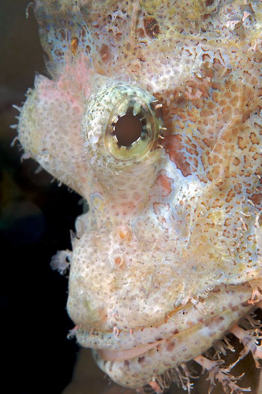 IMG_6783 250.jpg :: A white scorpion fish (Scorpaenopsis oxycephalus) hiding on a coral head off of Lombok, Indonesia, Indian Ocean.