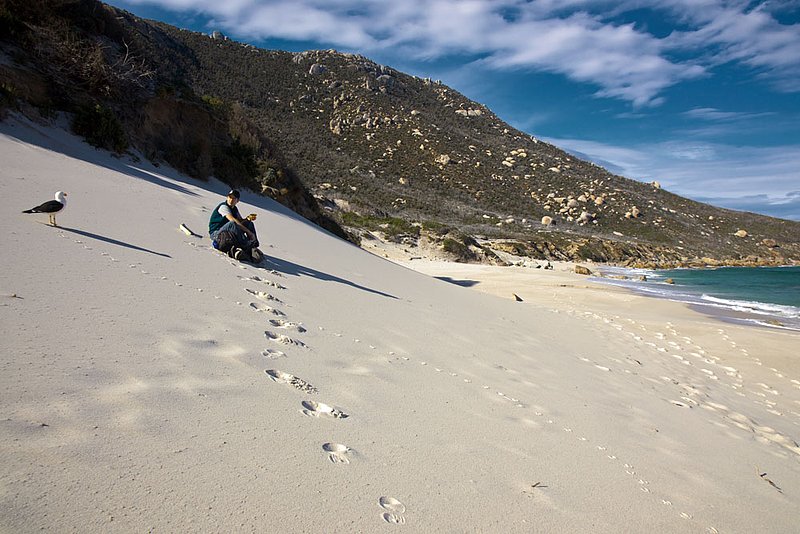 IMG_6788 202.jpg :: A hiker is greeted by a seagull in Wilson's Promontory, Victoria, Australia.