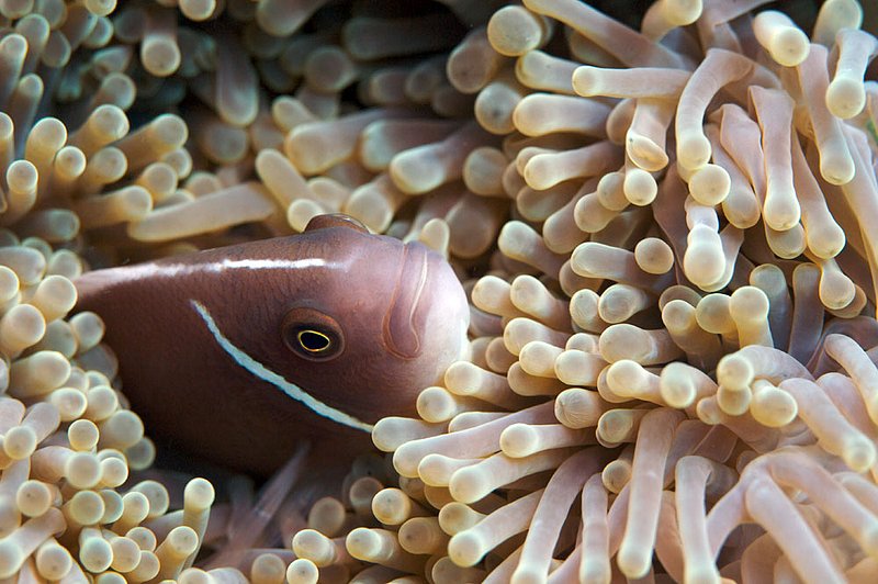 IMG_6822.jpg :: A pink anemonefish (Amphiprion perideraion) wades in its anemone off of Koh Tao in the Gulf of Thailand, Thailand.