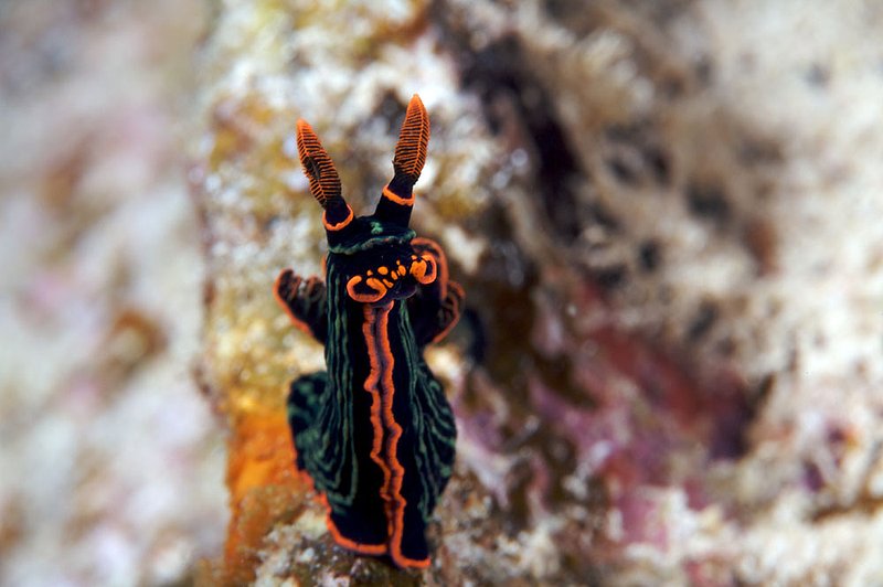 IMG_6887 354.jpg :: A nudbranch (Nembrotha kubaryana) crawling along a wreck off of the Gili Islands, Indonesia, Indian Ocean.