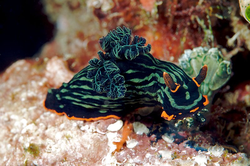 IMG_6902 369.jpg :: A nembrotha kubaryana nudibranch living on a wreck off of the Gili Islands, Indonesia, Indian Ocean.