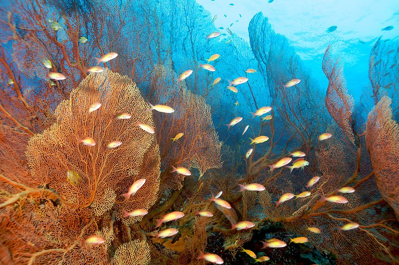 IMG_6910.jpg :: A very large Gorgonian seafan (Annella mollis), Similan Islands, Adaman Sea, Thailand.