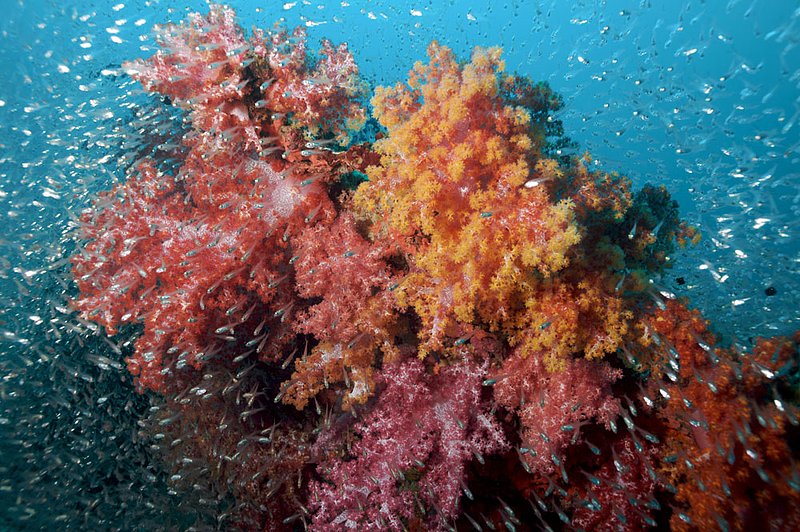 IMG_6944.jpg :: Colorful soft corals (Dendronephthya sp.) splashed with glass fish at East of Eden, Similan Islands, Andaman Sea, Thailand.