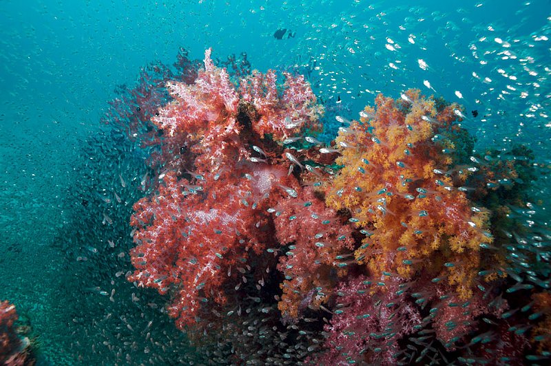 IMG_6953.jpg :: Colorful soft corals (Dendronephthya sp.) splashed with glass fish at East of Eden, Similan Islands, Andaman Sea, Thailand.