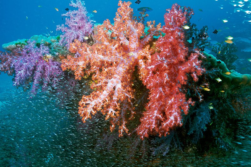 IMG_6970.jpg :: Colorful soft corals (Dendronephthya sp.) splashed with glass fish at East of Eden, Similan Islands, Andaman Sea, Thailand.