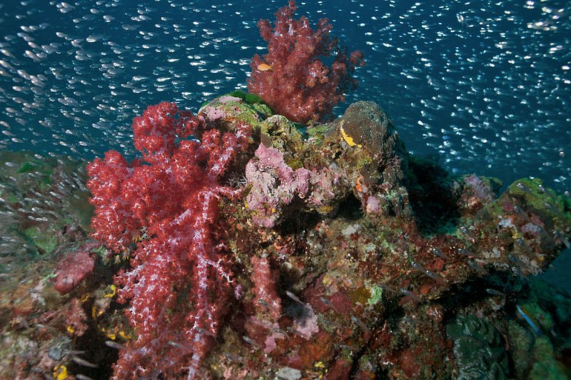 IMG_6998.jpg :: Colorful soft corals (Dendronephthya sp.) splashed with glass fish at East of Eden, Similan Islands, Andaman Sea, Thailand.