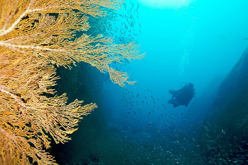 IMG_7030 - Version 2.jpg :: Gorgonian seafan (Annella mollis) and diver, Similan Islands, Adaman Sea, Thailand.