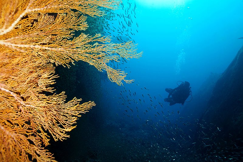 IMG_7030.jpg :: A diver strolls through a canyon filled with glassfish and seafans in the Similan Islands, Andaman Sea, Thailand.