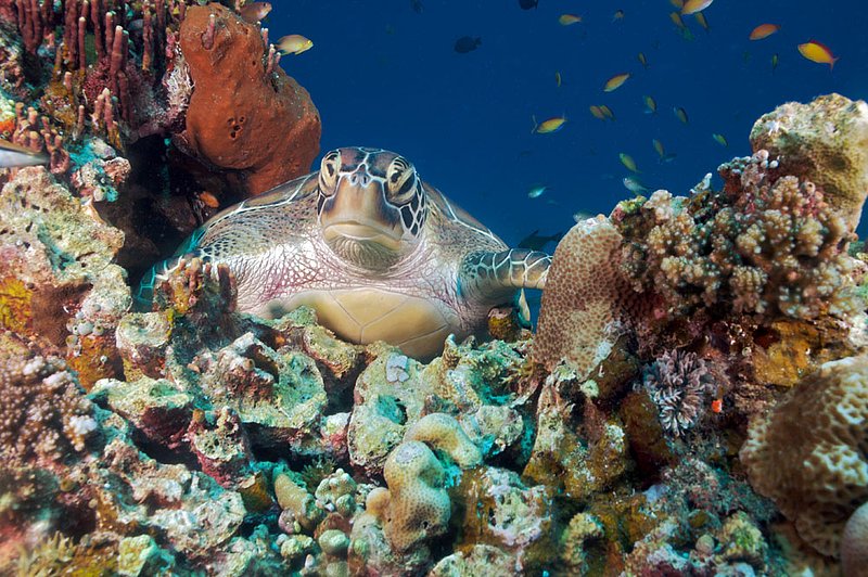 IMG_7031 101.jpg :: A hawksbill sea turtle (Eretmochelys imbricata) resting on coral off of Lombok, Indonesia, Indian Ocean.