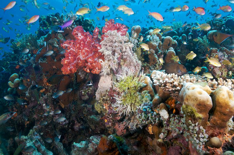 IMG_7043 113.jpg :: A busy coral reef off of Lombok, Indonesia, Indian Ocean.