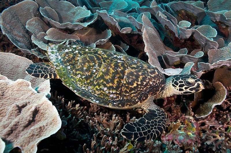 IMG_7054.jpg :: Hawksbill Turtle (Eretmochelys imbricata) exploring for food in the Similan Islands, Andaman Sea, Thailand.