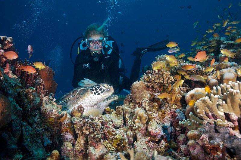 IMG_7072 142.jpg :: A diver observes a hawksbill sea turtle (Eretmochelys imbricata) off of Lombok, Indonesia, Indian Ocean.  MR