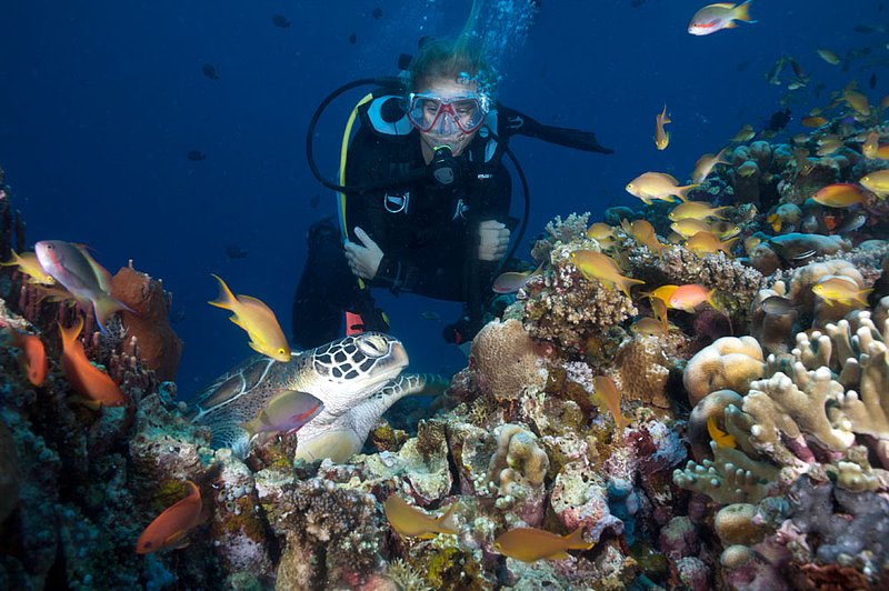 IMG_7075 145.jpg :: A diver observes a hawksbill sea turtle (Eretmochelys imbricata) off of Lombok, Indonesia, Indian Ocean.  MR