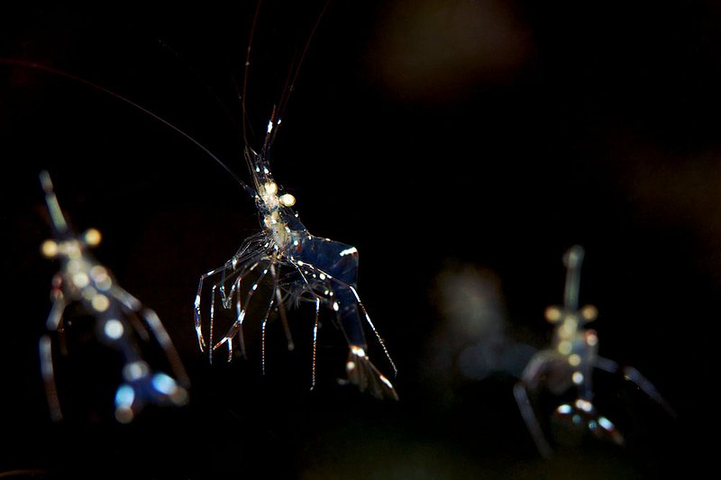 IMG_7095.jpg :: Rock cleaner shrimp (Urocaridella sp. 2) hidden in a dark hole, Koh Tao, Gulf of Thailand, Thailand.