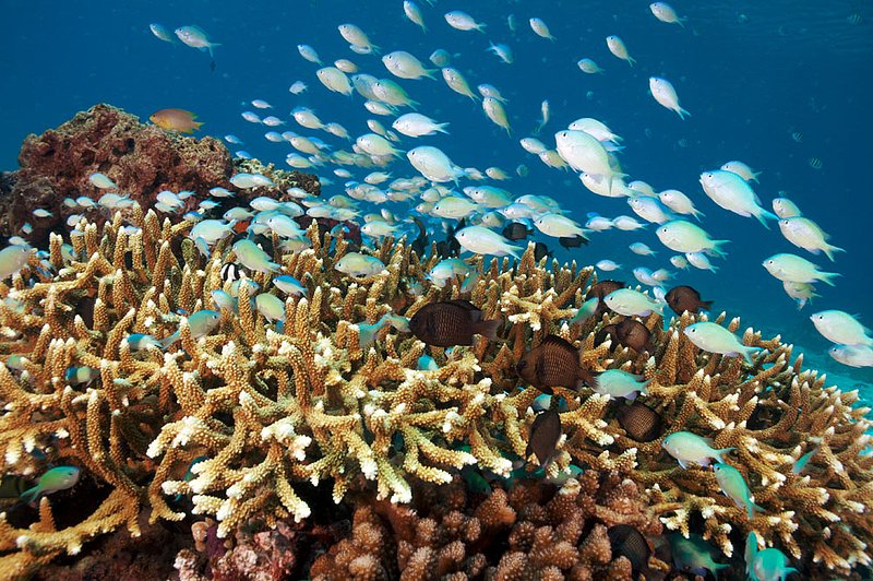 IMG_7110 180.jpg :: A busy hard coral garden off of Lombok, Indonesia.