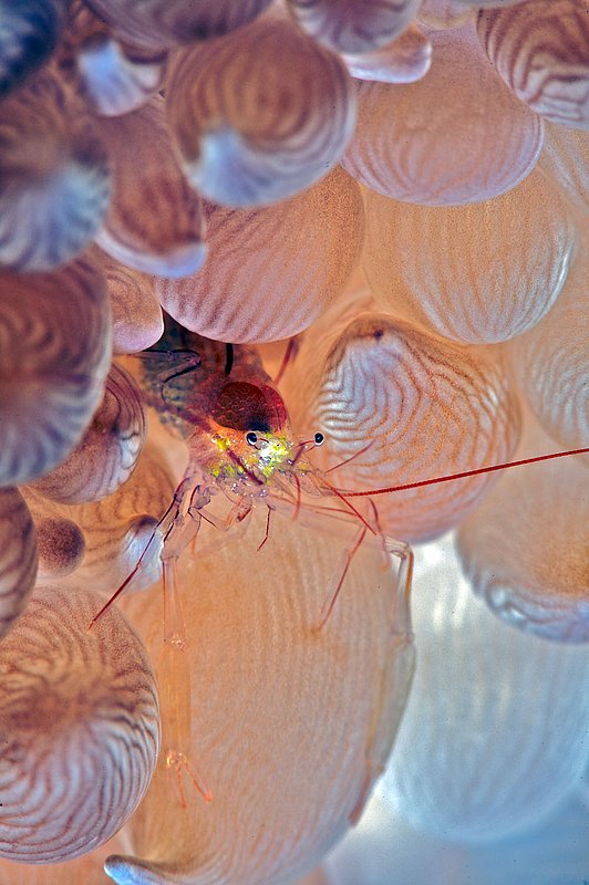 IMG_7126.jpg :: Bubble coral shrimp (Vir philippinensis) hiding within a bubble coral (Physogyra lichtensteini), Similan Islands, Andaman Sea, Thailand.