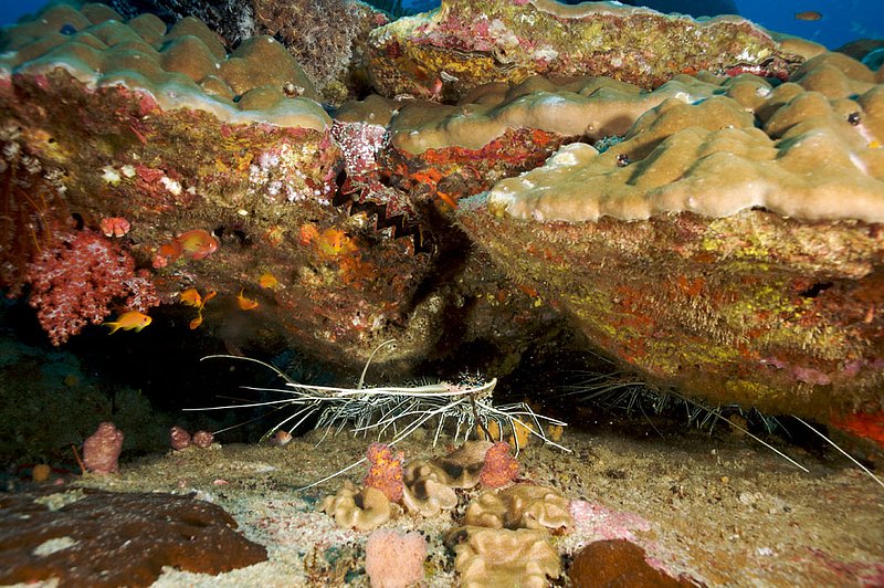 IMG_7133.jpg :: Spiny lobsters (Panulirus longipes) at Koh Bon, Similan Islands, Andaman Sea, Thailand.