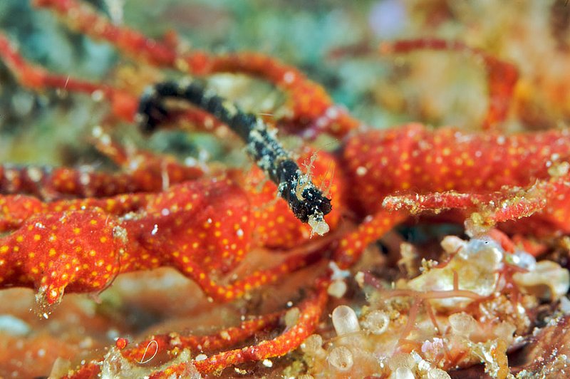 IMG_7134.jpg :: A pipehorse (Acentronura dendritica), holding on to a piece of coral at Elephant Head Rock, Similan Islands, Andaman Sea, Thailand.