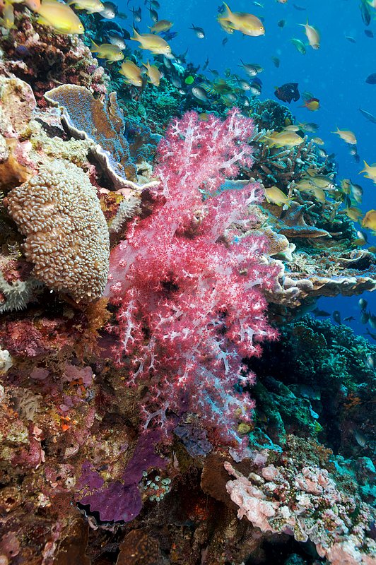 IMG_7144 214.jpg :: Colorful soft corals (Dendronephthya sp.) and reef off of Lombok, Indonesia, Indian Ocean.