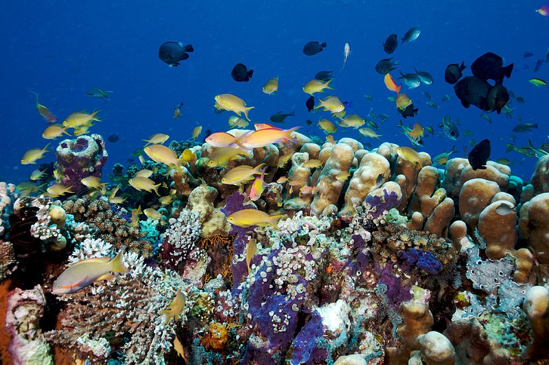 IMG_7199 269.jpg :: A busy reef off of Lombok, Indonesia.