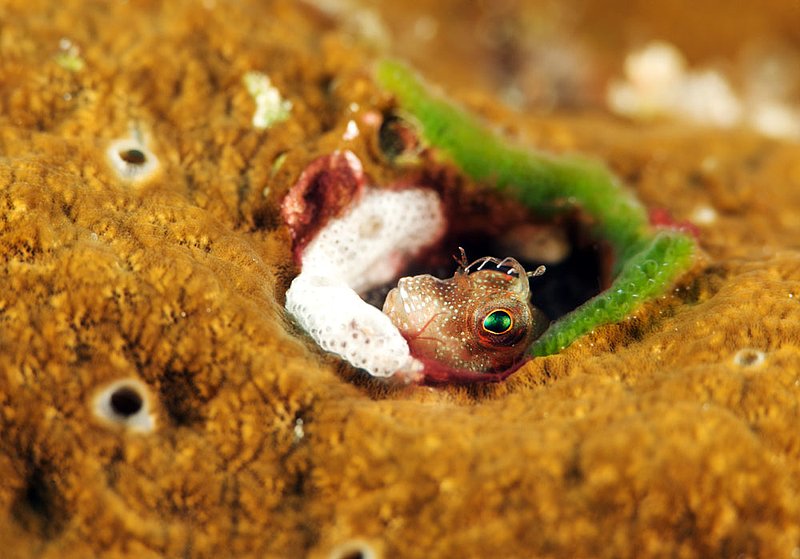 IMG_7202.jpg :: Blenny, peering out from a hole, Similan Islands, Andaman Sea, Thailand.