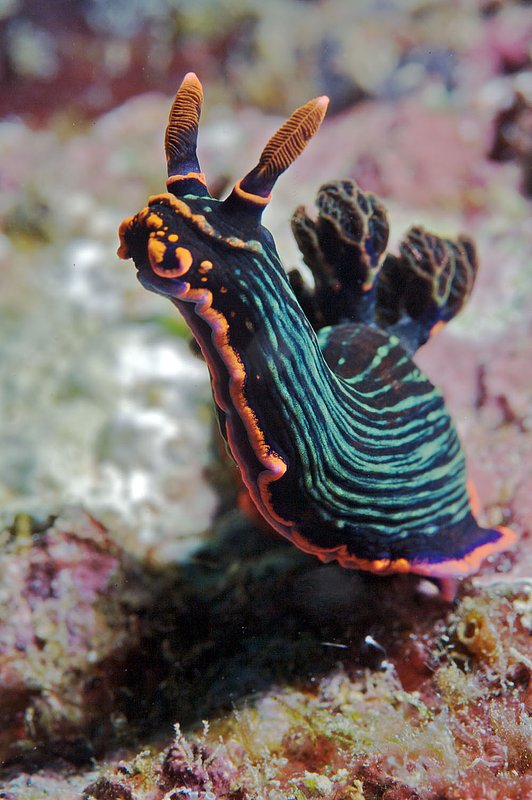 IMG_7248 318.jpg :: A nudbranch (Nembrotha kubaryana) crawling along a wreck off of the Gili Islands, Indonesia, Indian Ocean.