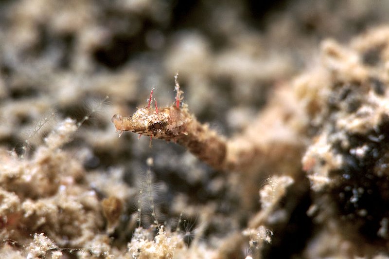 IMG_7266.jpg :: Pipefish found in a cave on Green Rock off of Koh Tao, Gulf of Thailand,  Thailand