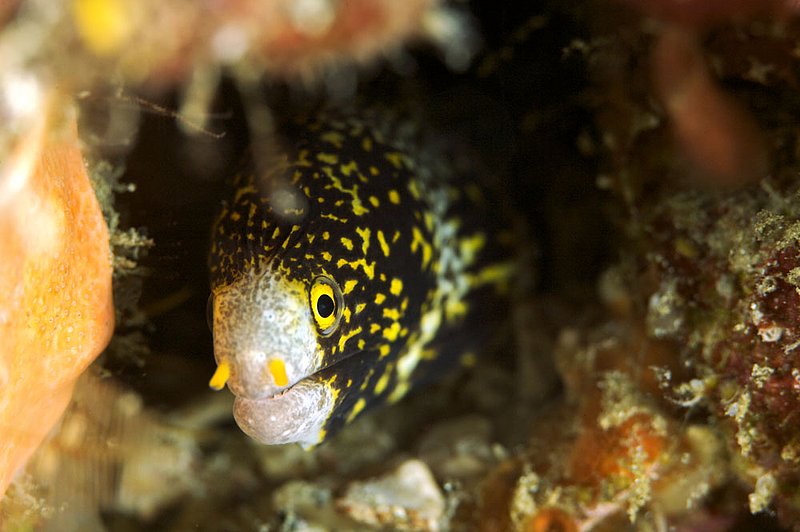 IMG_7270.jpg :: Clouded moray eel (Echidna nebulosa) hiding under a rock in Similan Islands, Andaman Sea, Thailand.
