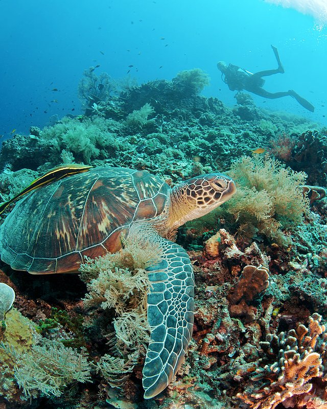 IMG_7294 45.jpg :: A Hawksbill Turtle (Eretmochelys imbricata) off of Lombok, Indonesia.