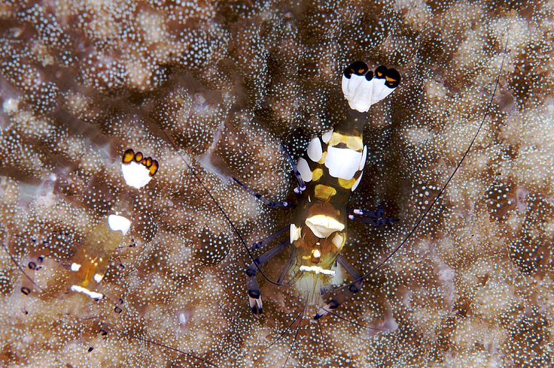 IMG_7300 51.jpg :: An anemone shrimp (periclimenes brevicarpalis) off of Lombok, Indonesia, Indian Ocean