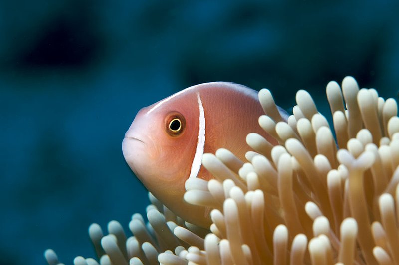 IMG_7309 60.jpg :: A pink anemonefish (Amphiprion perideraion) off of Lombok, Indonesia.