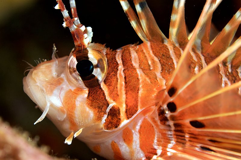 IMG_7311.jpg :: A zebra lionfish (Dendrochirus zebra) resting on Boon Sung Wreck, Andaman Sea, Thailand.