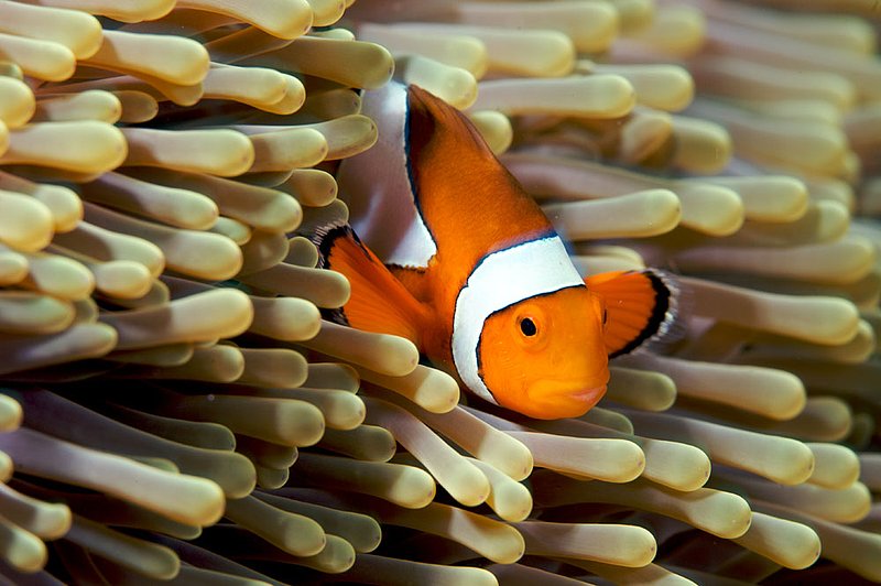 IMG_7316.jpg :: Clown anemonefish (Amphiprion ocellaris), Similan Islands, Andaman Sea, Thailand.
