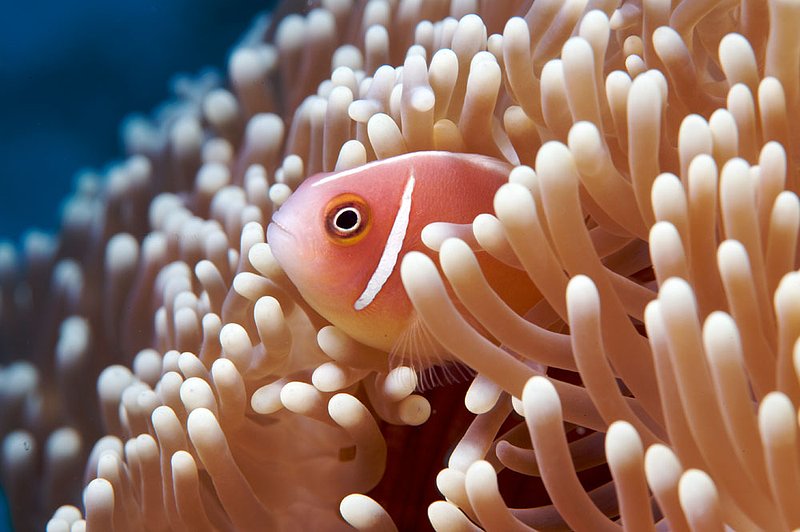 IMG_7319 70.jpg :: A pink anemonefish (Amphiprion perideraion) off of Lombok, Indonesia.