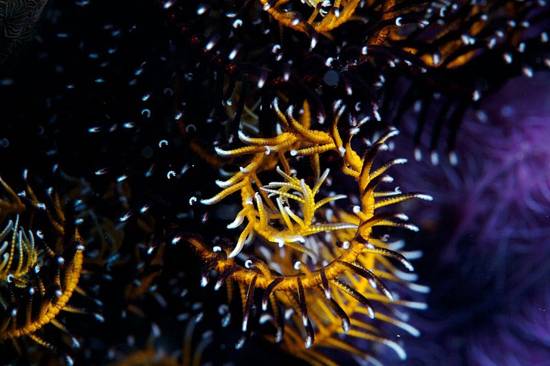 IMG_7326 77.jpg :: A close up of a feather star (Antedon mediterranea) off of Lombok, Indonesia.