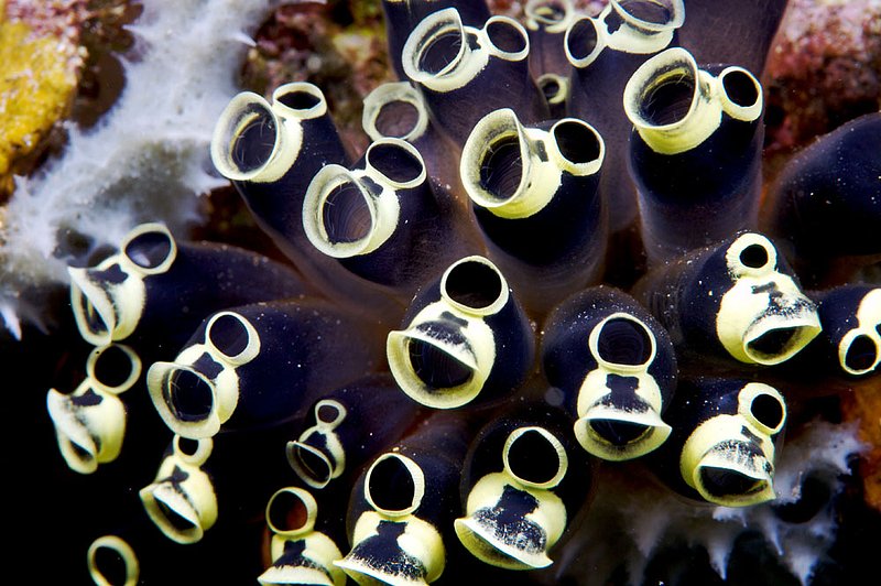 IMG_7328 79.jpg :: Underwater sea life, Lombok, Indonesia.