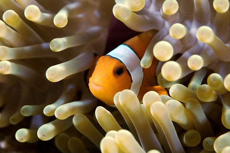IMG_7332.jpg :: Clown anemonefish (Amphiprion ocellaris), Similan Islands, Andaman Sea, Thailand.