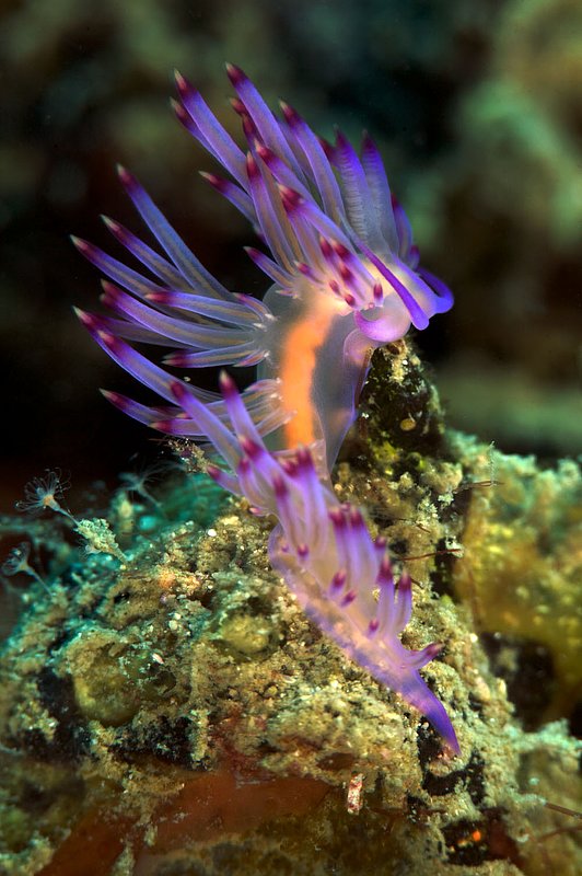 IMG_7387.jpg :: Nudibranch (Flabellina rubrolineata) on Green Rock, Koh Tao, Gulf of Thailand, Thailand.
